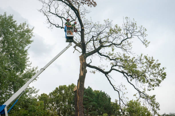 Best Tree Preservation Services  in La Habra Heights, CA