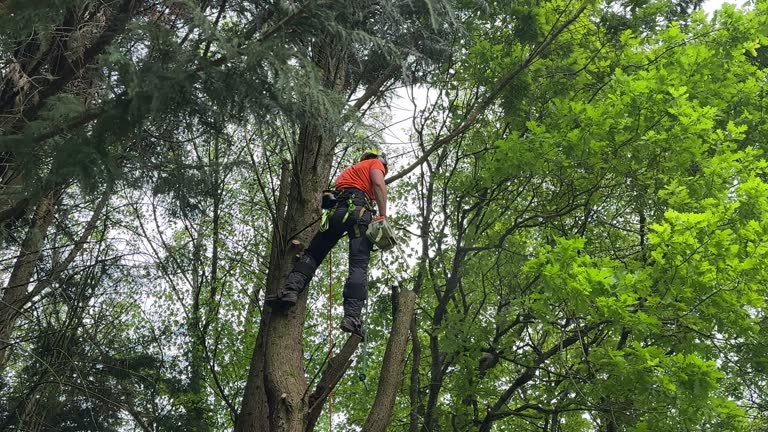 Best Tree and Shrub Care  in La Habra Heights, CA