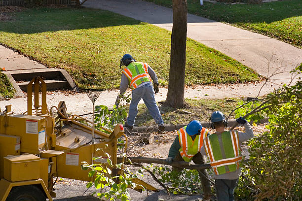 Best Lawn Watering Services  in La Habra Heights, CA