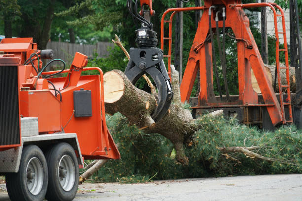 Best Weed Control  in La Habra Heights, CA